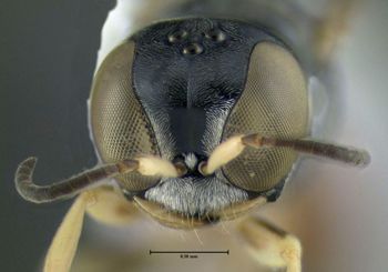 Media type: image;   Entomology 602991 Aspect: head frontal view